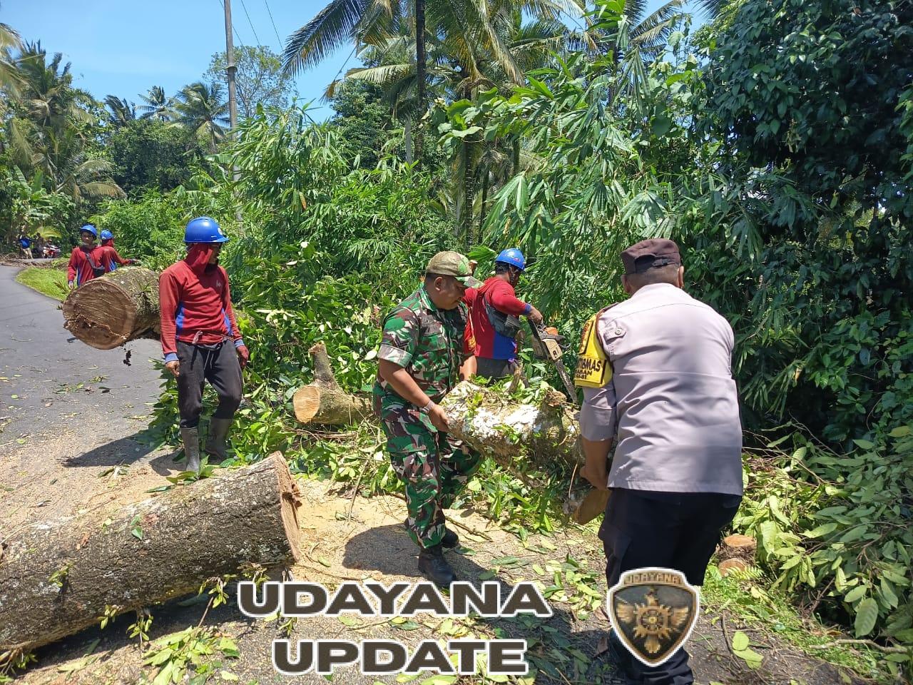 Sinergi TNI–Polri dan PLN, Akses Jalan Desa Megati Kembali Normal Pasca Pohon Tumbang