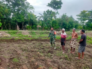 Babinsa Koramil 03/Pahunga Lodu Dampingi Petani Dalam  Pengolahan Lahan Sawah di Desa Hadakamali
