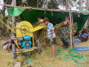 Dekat dengan Warga, Babinsa Koramil 02/Walakaka Bantu Petani Rontok Padi di Desa Kabukarudi