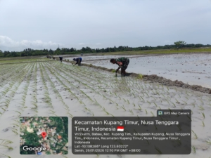 TNI AD Bersama Warga Babau Tanam Padi Impari