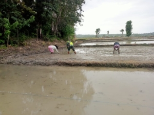Babinsa Tuakau Dukung Ketahanan Pangan Melalui Tanam Padi