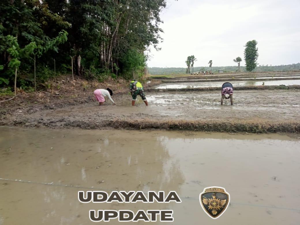 Babinsa Tuakau Dukung Ketahanan Pangan Melalui Tanam Padi