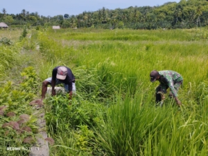 Peran Aktif Babinsa Dorong Produktivitas Padi Warga Alor Timur Laut