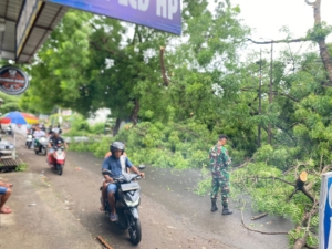 Respons Cepat Babinsa Koramil Alok Cegah Kemacetan dan Kecelakaan Akibat Pohon Tumbang