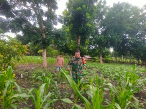 Wujud Kepedulian TNI, Babinsa Dampingi Petani Semprot Hama di Desa Paranda