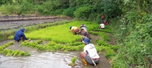 Babinsa Turun ke Sawah, Dampingi Petani Tanam Padi di Kecamatan Letis