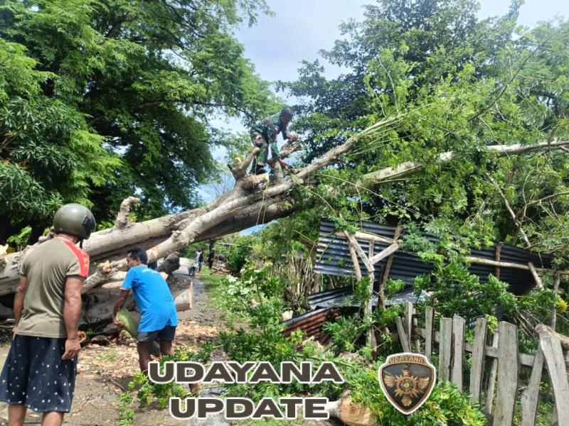 Pohon Tumbang Tutup Akses Jalan, Babinsa Gerak Cepat Bersama Warga Lakukan Evakuasi