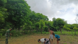 Babinsa Waingapu Dampingi Petani Tanam Jagung di Kelurahan Kawangu