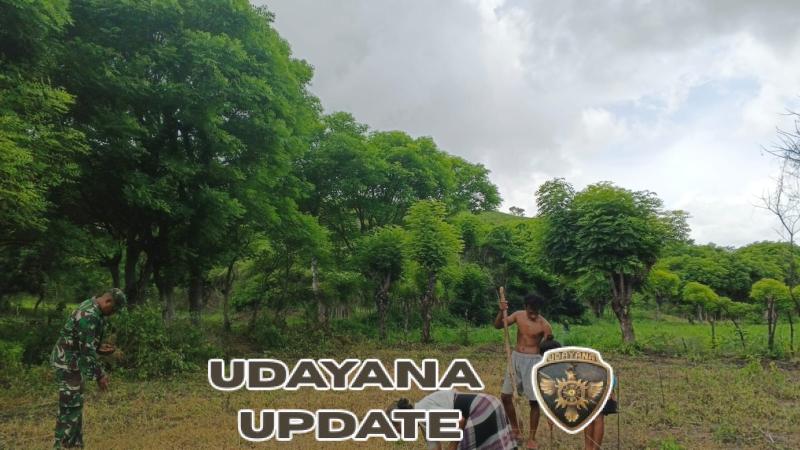 Babinsa Waingapu Dampingi Petani Tanam Jagung di Kelurahan Kawangu