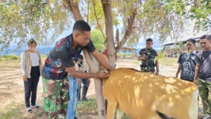 Perkuat Ketahanan Pangan, Kompi Peternakan Yonif TP 834/WM Bersinergi dengan Dinas Peternakan Kab. Nagekeo