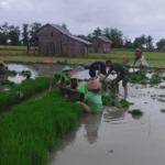 Wujud Kemanunggalan TNI, Babinsa Elar Bantu Petani Panen Bibit Padi