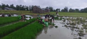 Wujud Kemanunggalan TNI, Babinsa Elar Bantu Petani Panen Bibit Padi