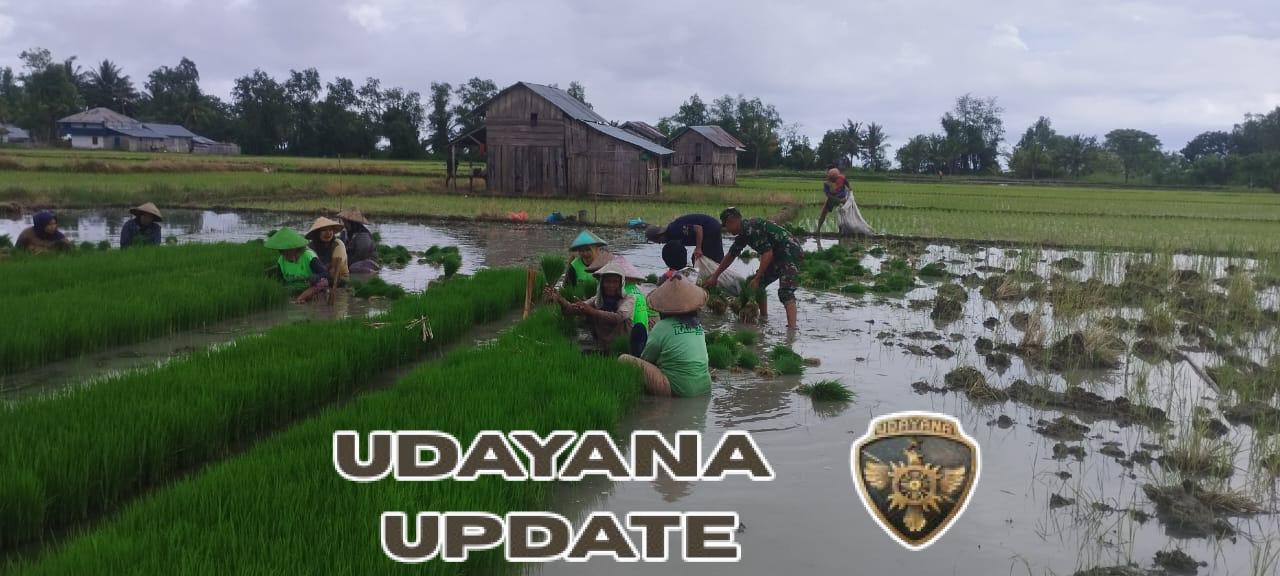 Wujud Kemanunggalan TNI, Babinsa Elar Bantu Petani Panen Bibit Padi