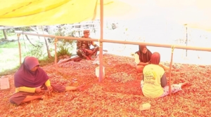 Babinsa Macang Pacar Dampingi Petani Desa Bari Panen Bawang Merah