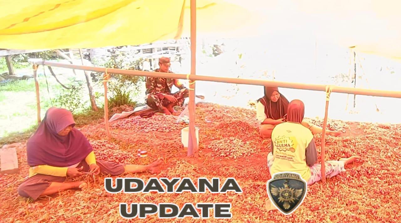 Babinsa Macang Pacar Dampingi Petani Desa Bari Panen Bawang Merah