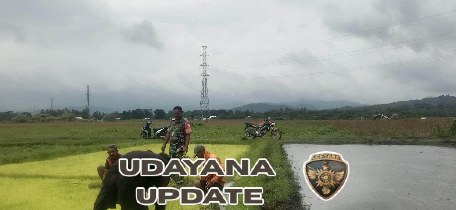 Sinergi TNI dan Petani, Babinsa Biut Bantu Persiapan Tanam Padi