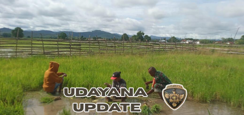 Babinsa Kotafoun Bersama Warga Siapkan Anakan Padi, Ketahanan Pangan Terus Diperkuat