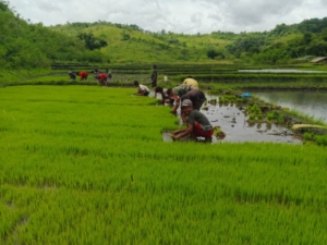 Babinsa Dekat dengan Warga, Bantu Cabut Bibit Padi di Desa Maradesa Selatan