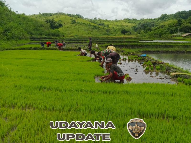 Babinsa Dekat dengan Warga, Bantu Cabut Bibit Padi di Desa Maradesa Selatan