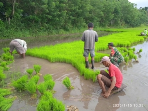 Dukung Ketahanan Pangan, Babinsa Koramil 01/Lewa Bantu Petani Cabut Bibit Padi