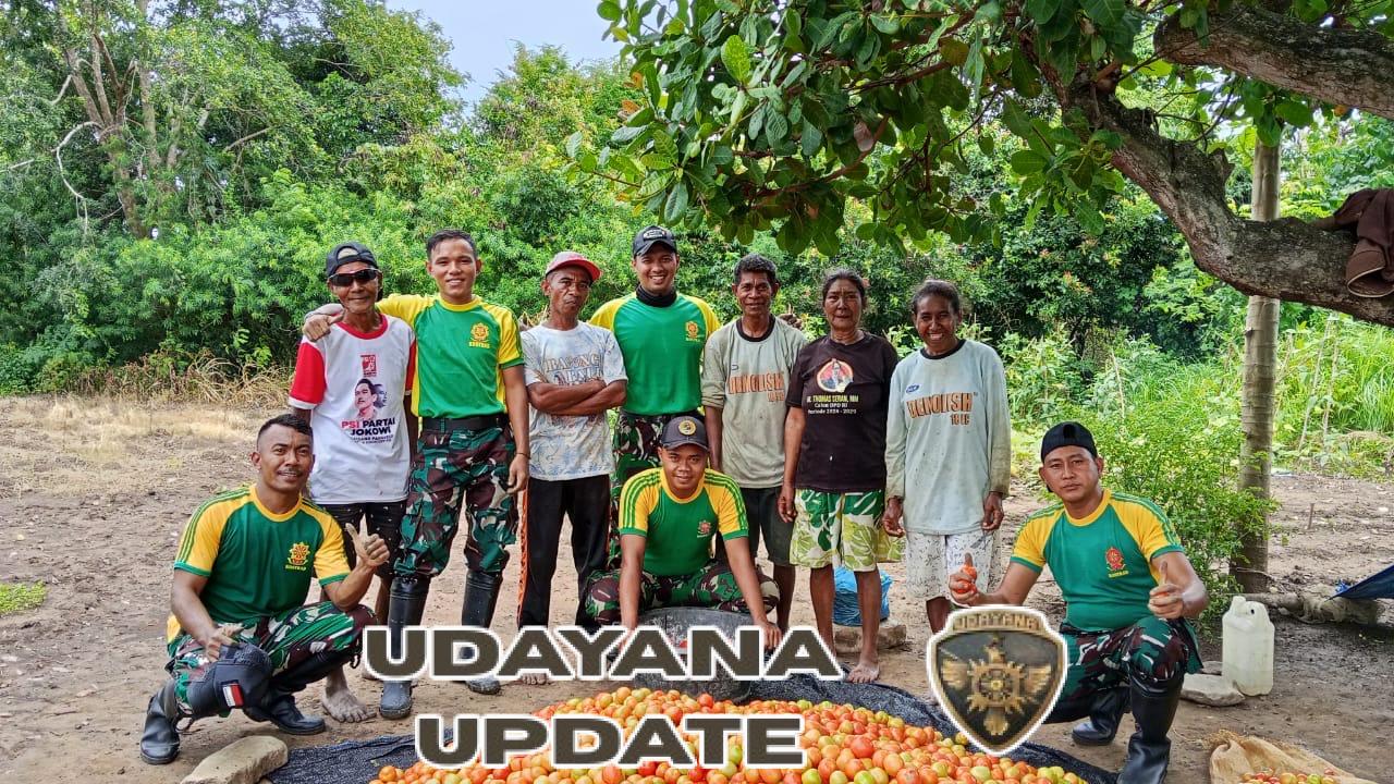 Satgas Pamtas Yonarmed 12 Kostrad Panen Tomat Bersama Warga Fohoeka