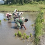 Tak Sekadar Mengawal, Babinsa Koramil 1618-05/Biut Ikut Tanam Padi Bersama Petani