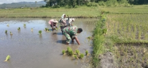 Tak Sekadar Mengawal, Babinsa Koramil 1618-05/Biut Ikut Tanam Padi Bersama Petani
