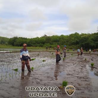 Wujud Kepedulian TNI, Babinsa Lewa Dampingi Petani Tanam Padi