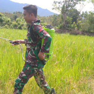 Wujud Kepedulian TNI, Babinsa Koramil 06/Karera Bantu Petani Semprot Padi