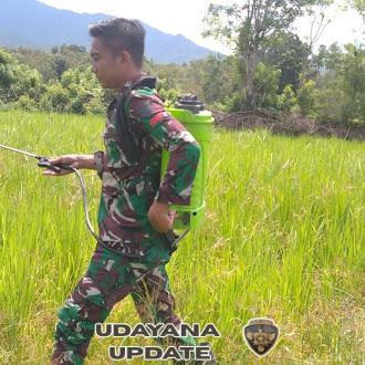 Wujud Kepedulian TNI, Babinsa Koramil 06/Karera Bantu Petani Semprot Padi