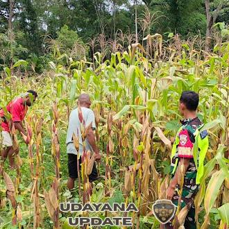 Dukung Ketahanan Pangan, Babinsa Turun Langsung Panen Jagung Bersama Petani