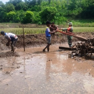 Dukung Ketahanan Pangan, Babinsa Komsos Hanpangan Bersama Petani
