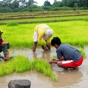 Dengan Semangat Gotong Royong, Babinsa Koramil 01/Lewa Bantu Warga Tanam Padi