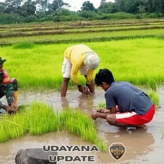 Dengan Semangat Gotong Royong, Babinsa Koramil 01/Lewa Bantu Warga Tanam Padi