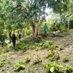 Babinsa Ba’a Bersama Aparat Desa Bersihkan Lokasi Pembangunan KDKMP di Oematamboli