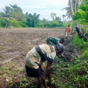 Dukung Ketahanan Pangan, Babinsa Koramil 1601-03 Turun Langsung ke Sawah