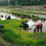 Dukung Hanpangan, Babinsa Kodim 1613/Sumba Barat Dampingi Petani Padi