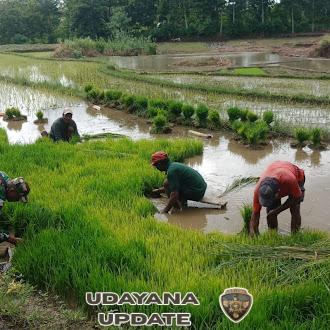 Dukung Hanpangan, Babinsa Kodim 1613/Sumba Barat Dampingi Petani Padi