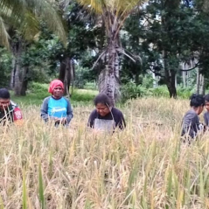 Panen Padi Bersama Petani, Babinsa Kodim 1603/Sikka Bangun Semangat Gotong Royong