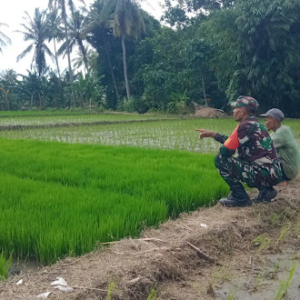 Babinsa Labuan Pandan Komsos Bersama Poktan Coco Moro, Dorong Persiapan Lahan Hadapi Musim Hujan