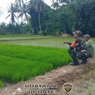 Babinsa Labuan Pandan Komsos Bersama Poktan Coco Moro, Dorong Persiapan Lahan Hadapi Musim Hujan