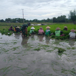 Dukung Ketahanan Pangan, Koramil Elar Turun Langsung Bantu Petani