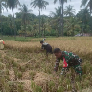 Babinsa Koramil 1603-02/Talibura Dampingi Panen Padi Warga Desa Nangahale