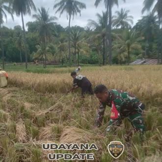 Babinsa Koramil 1603-02/Talibura Dampingi Panen Padi Warga Desa Nangahale