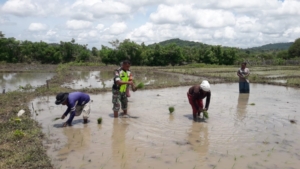 Bahu-Membahu dengan Petani, Babinsa Oemanu Dukung Peningkatan Hasil Panen