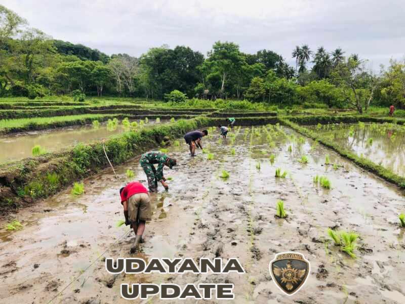 Babinsa Koramil 06/Karera Bantu Warga Desa Nggongi Tanam Padi