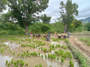 Dukung Ketahanan Pangan, Babinsa Koramil 06/Karera Turun Sawah Meski Hari Minggu