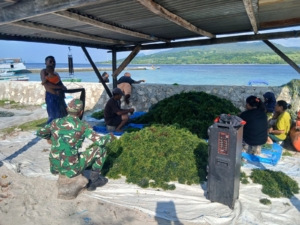 Babinsa Koramil 1622-02/Pantar Apresiasi Hasil Panen Rumput Laut Desa Kayang