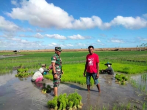 Babinsa Ba’a Komsos dan Bantu Warga Kerja Sawah di Rote Tengah