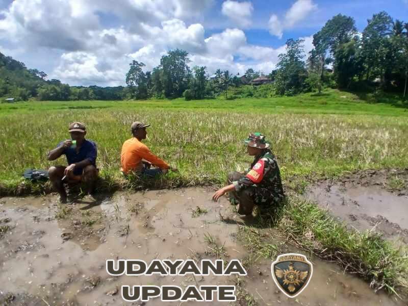 Babinsa Koramil Lembor Turun Sawah Bantu Petani Siapkan Lahan Tanam
